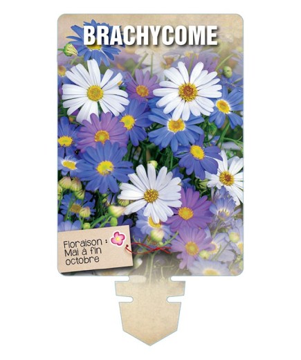 BRACHYCOME (varié) *