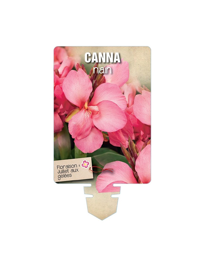 CANNA NAIN (rose à feuillage vert) *