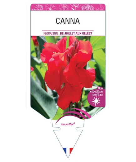 CANNA (rouge) *