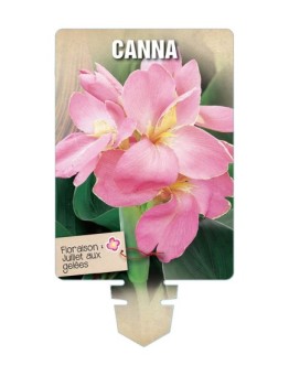 CANNA (rose) *
