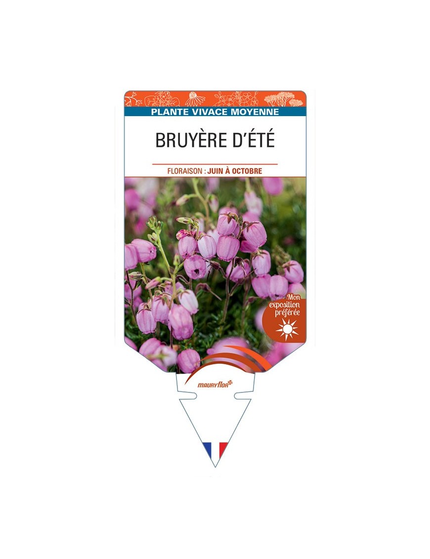 DABOECIA CANTABRICA voir Bruyère d'été (rose)