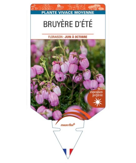 DABOECIA CANTABRICA voir Bruyère d'été (rose)