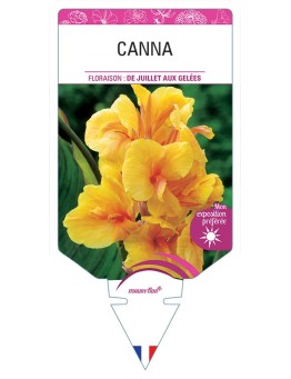 CANNA (orange à feuillage vert) *