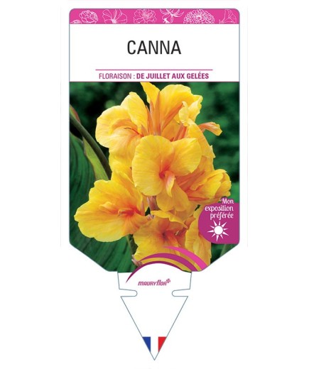 CANNA (orange à feuillage vert) *