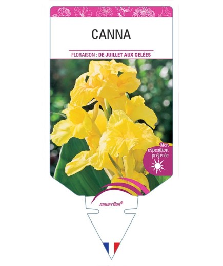 CANNA (jaune) *