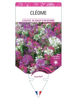 CLEOME (varié) *