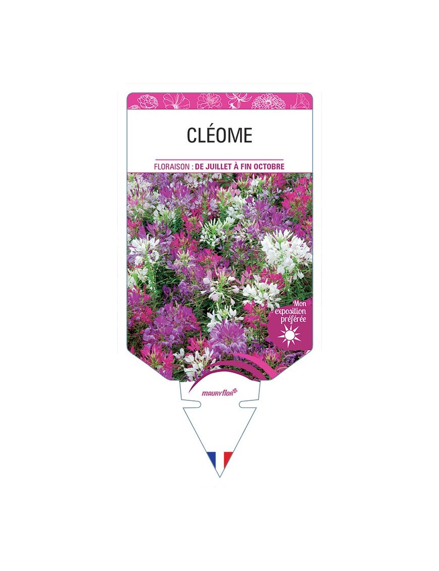 CLEOME (varié) *