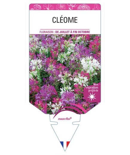 CLEOME (varié) *