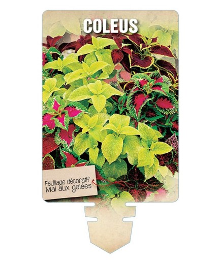 COLEUS (varié) *