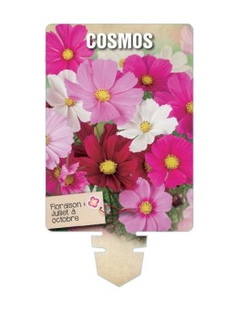 COSMOS (varié) *