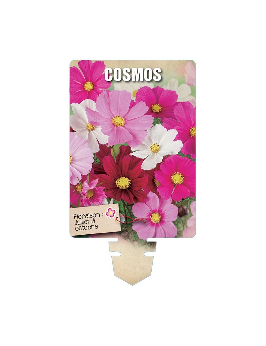 COSMOS (varié) *