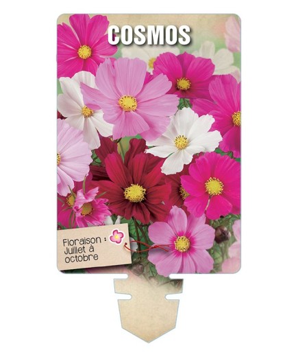 COSMOS (varié) *