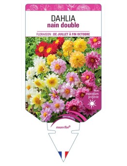 DAHLIA NAIN DOUBLE (varié) *