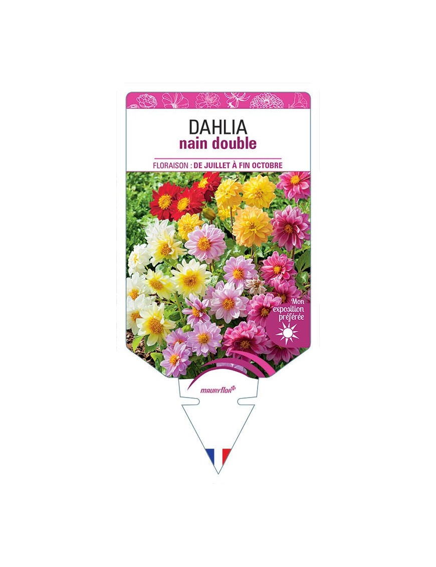 DAHLIA NAIN DOUBLE (varié) *