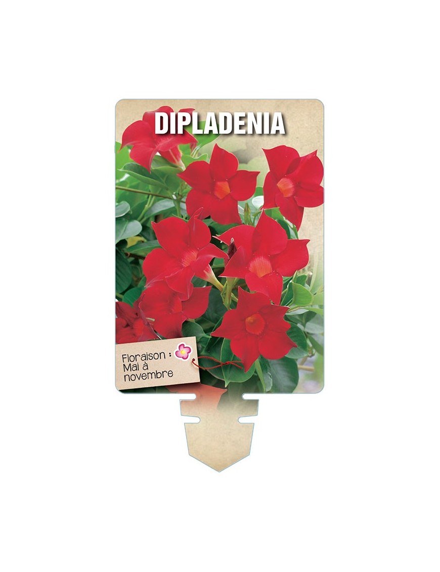 DIPLADENIA *