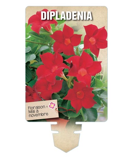DIPLADENIA *