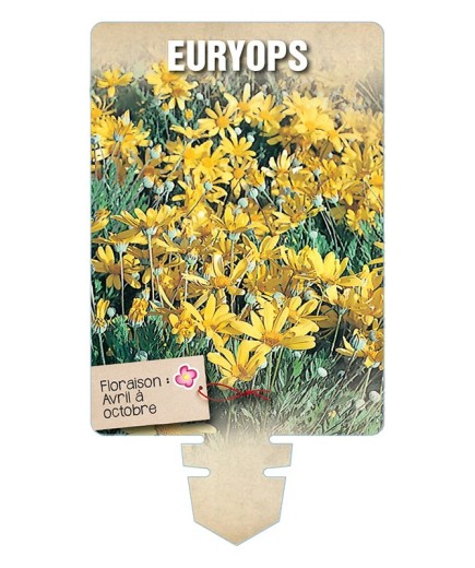 EURYOPS *