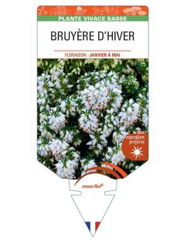 ERICA CARNEA voir Bruyère d'hiver (blanc)