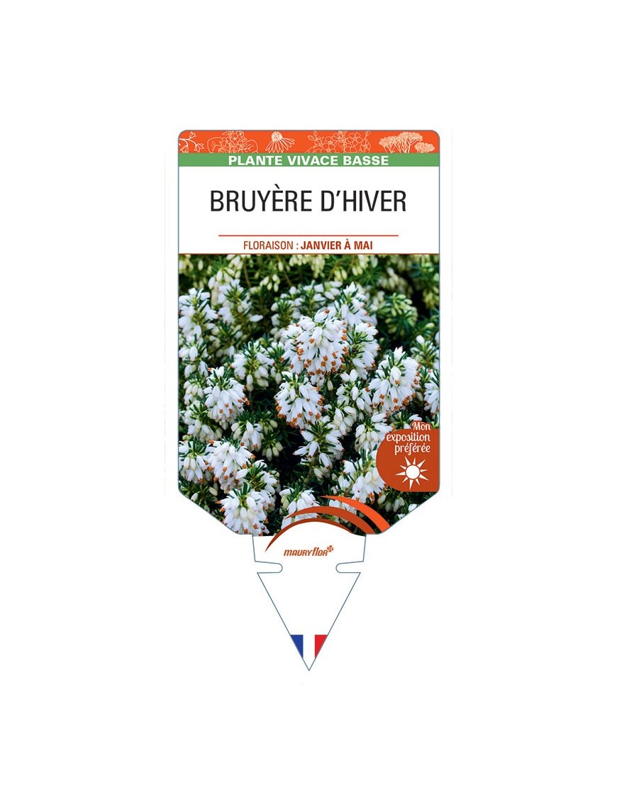 ERICA CARNEA voir Bruyère d'hiver (blanc)