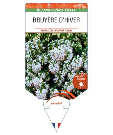 ERICA CARNEA voir Bruyère d'hiver (blanc)