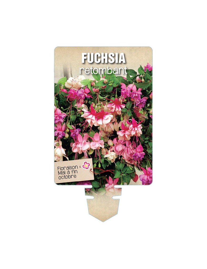 FUCHSIA RETOMBANT (varié) *