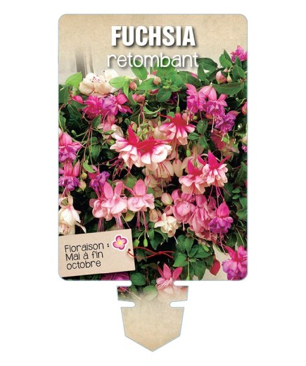 FUCHSIA RETOMBANT (varié) *