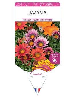 GAZANIA (varié)