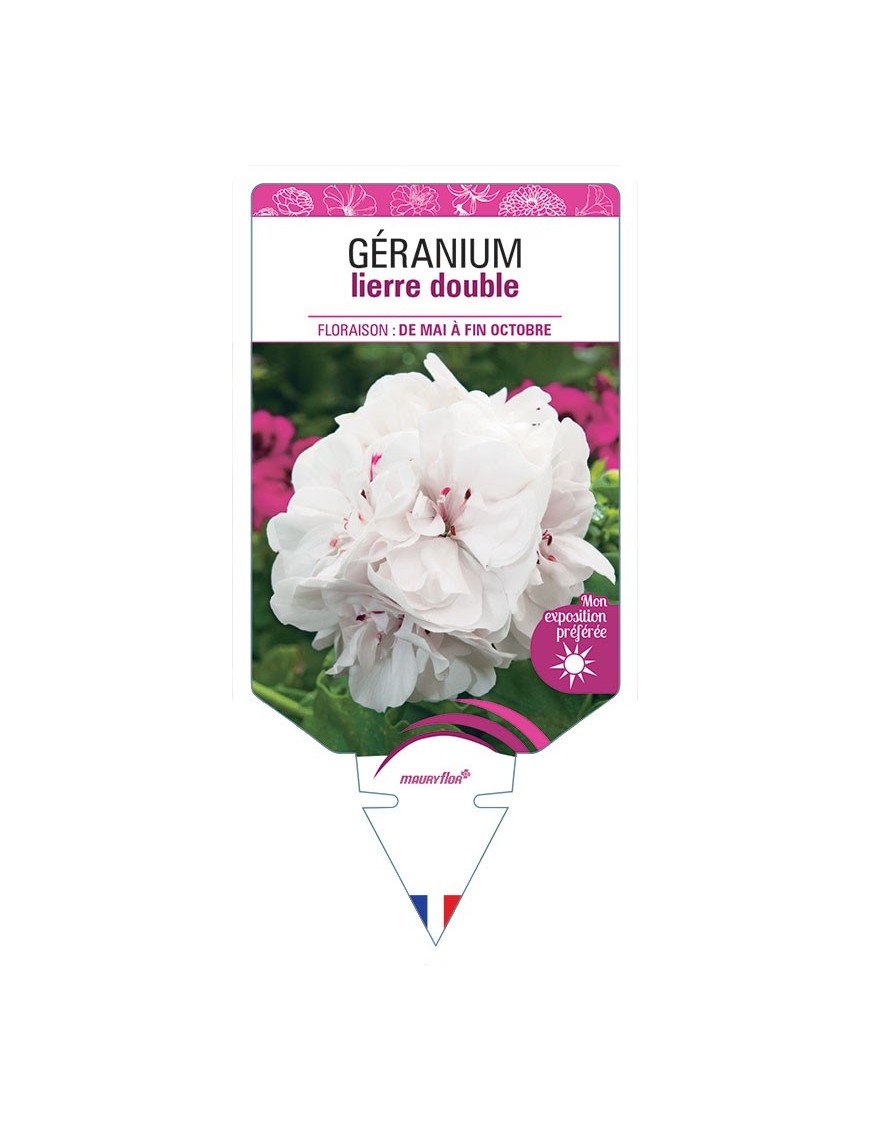 GÉRANIUM LIERRE DOUBLE (blanc)
