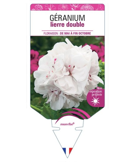 GÉRANIUM LIERRE DOUBLE (blanc)