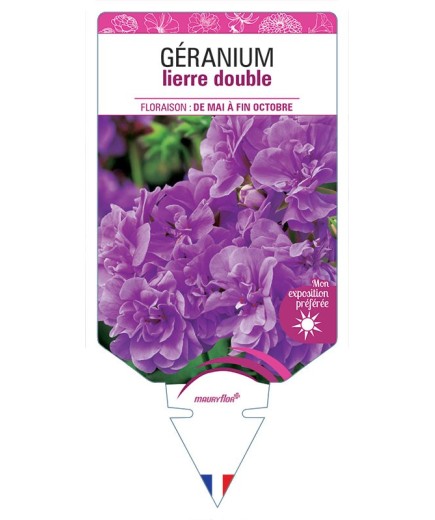 GÉRANIUM LIERRE DOUBLE (mauve)