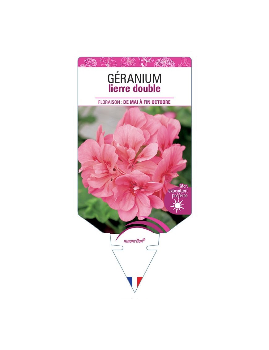 GÉRANIUM LIERRE DOUBLE (rose)