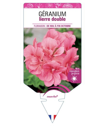GÉRANIUM LIERRE DOUBLE (rose)