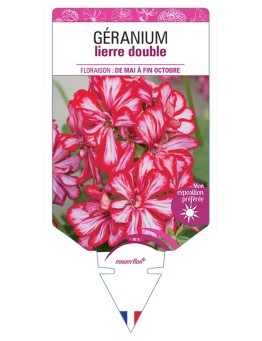 GÉRANIUM LIERRE BICOLORE (rouge et blanc)