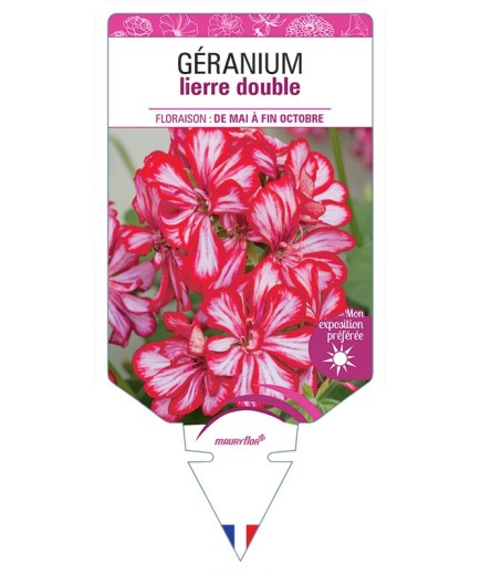 GÉRANIUM LIERRE BICOLORE (rouge et blanc)