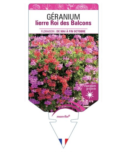 GÉRANIUM LIERRE (simple) ROI DES BALCONS (rouge et rose)