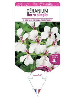 GÉRANIUM LIERRE SIMPLE (blanc)