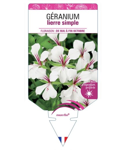 GÉRANIUM LIERRE SIMPLE (blanc)