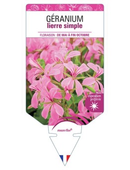 GÉRANIUM LIERRE SIMPLE (rose)