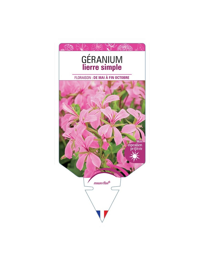 GÉRANIUM LIERRE SIMPLE (rose)