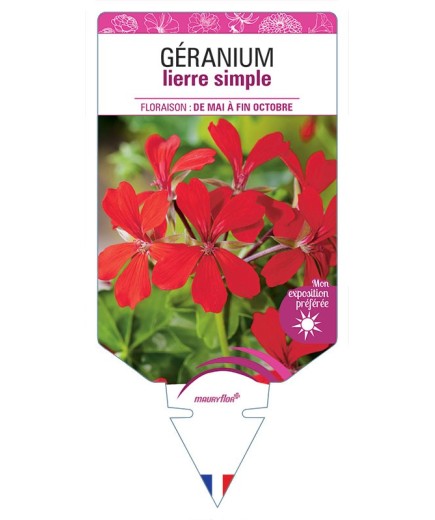 GÉRANIUM LIERRE SIMPLE (rouge)