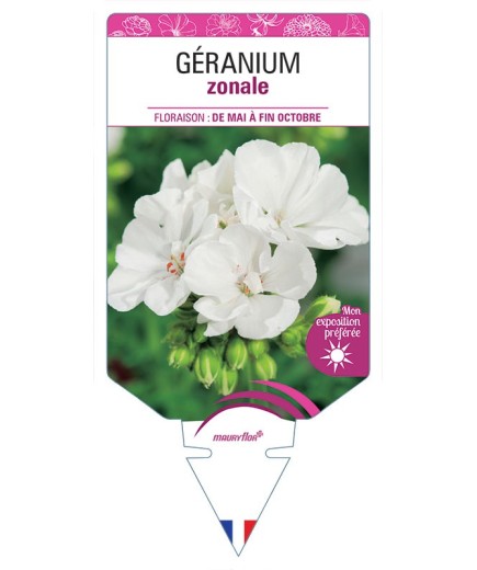 GÉRANIUM ZONALE (blanc)