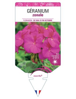 GÉRANIUM ZONALE (mauve)
