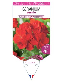 GÉRANIUM ZONALE (rouge)