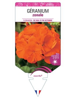 GÉRANIUM ZONALE (rouge orangé)