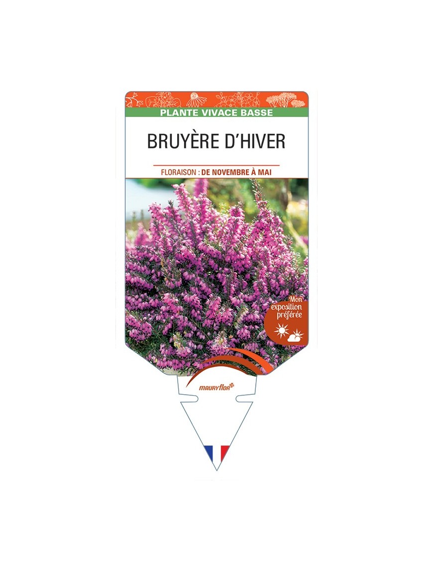 ERICA DARLEYENSIS voir Bruyère d'hiver (rouge)