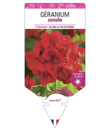 GÉRANIUM ZONALE (rouge pourpre)