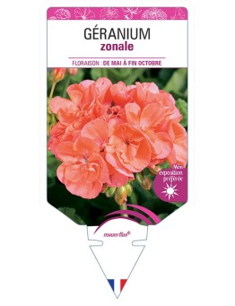 GÉRANIUM ZONALE (saumon)