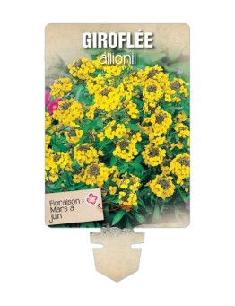 GIROFLEE ALLIONII JAUNE *