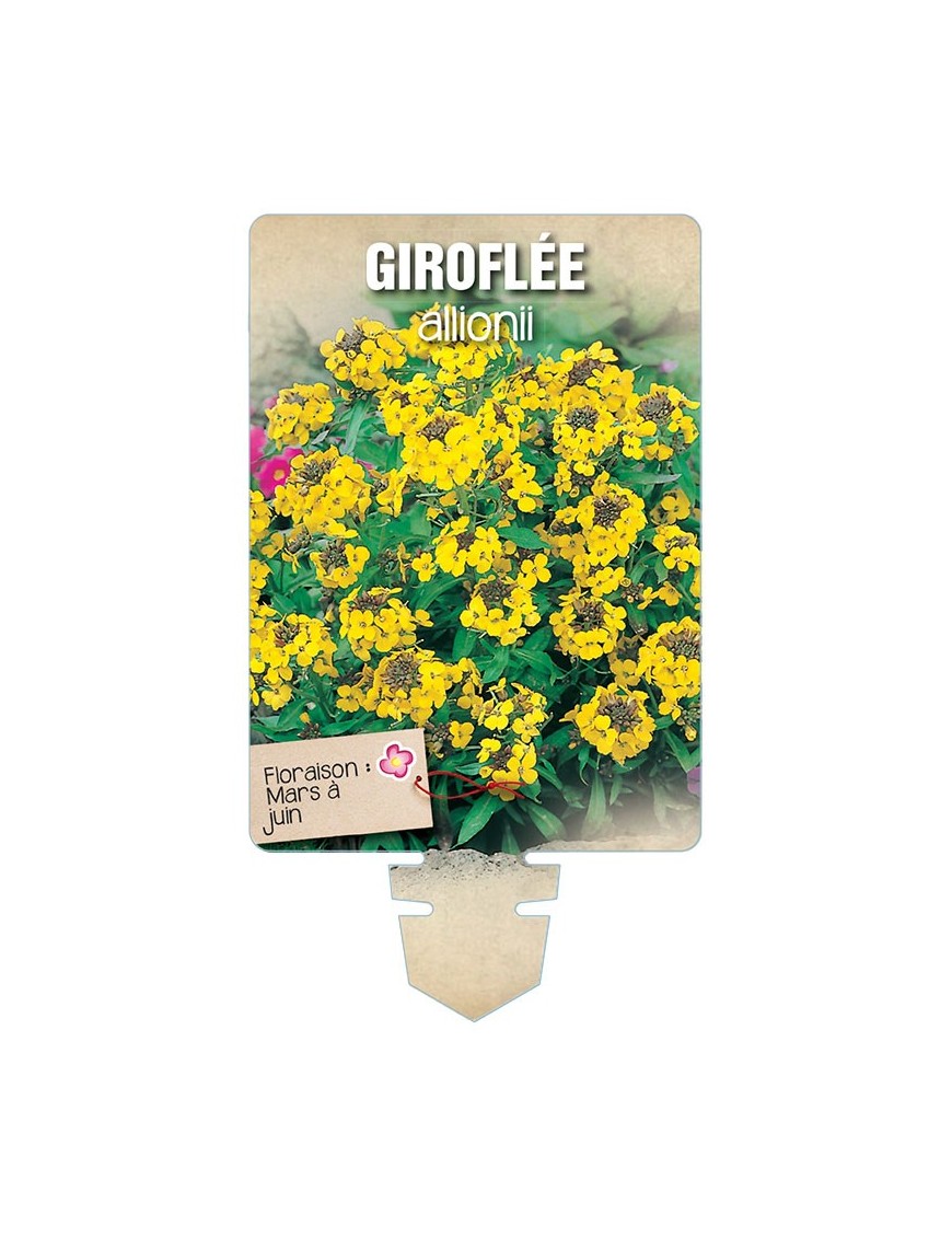 GIROFLEE ALLIONII JAUNE *