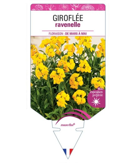 GIROFLÉE RAVENELLE (jaune) *